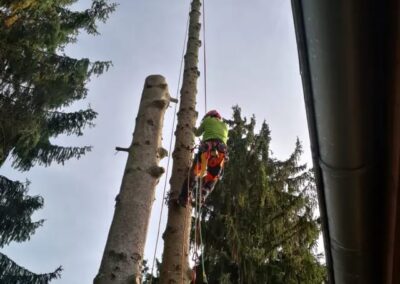 Baumfällung mit Seilklettertechnik an einem Nadelbaum