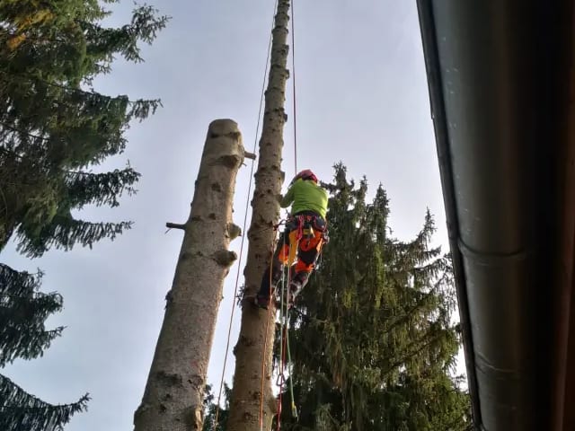Baumfällung und Baumpflege – GALABAUM MEINKE