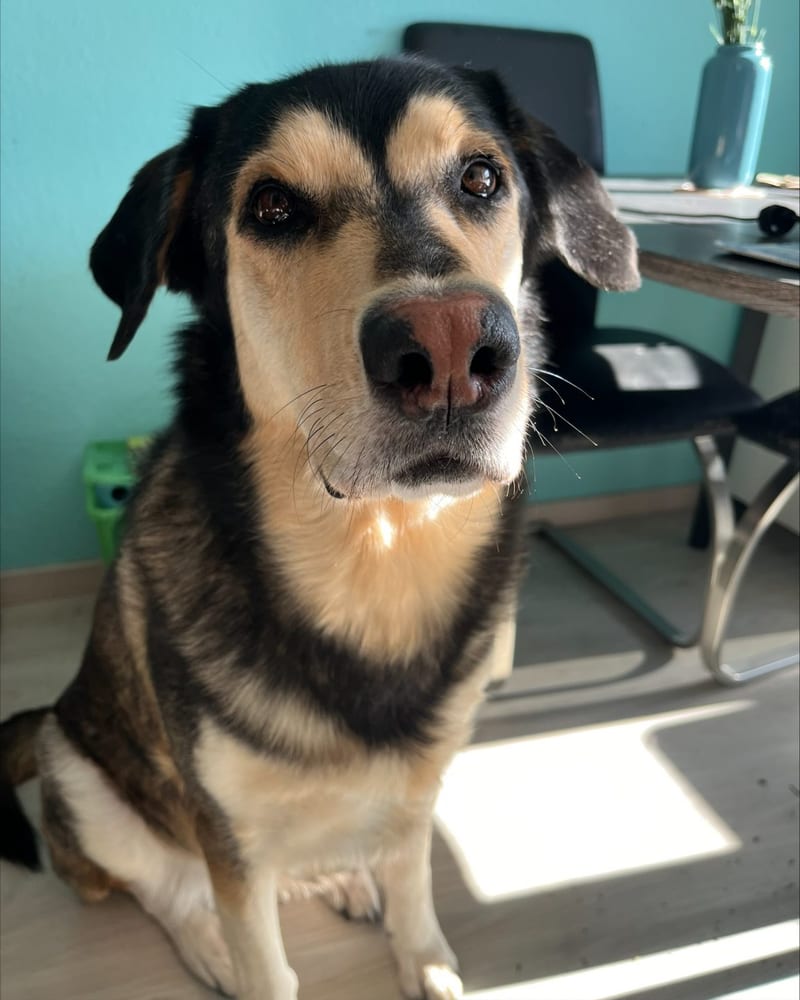 Amy, Bürohund und Feelgood-Managerin bei GALABAUM MEINKE