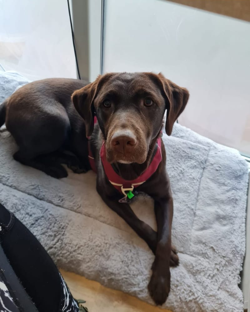 Lotti, Bürohund und Feelgood-Managerin bei GALABAUM MEINKE