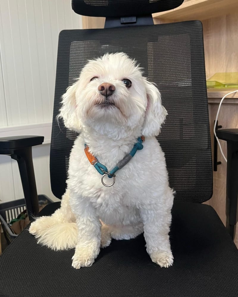Tinka, Bürohund und Feelgood-Managerin bei GALABAUM MEINKE