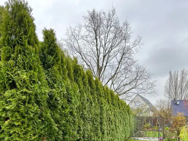 Frisch geschnittene Thuja-Hecke – Gartenpflege von GALABAUM MEINKE